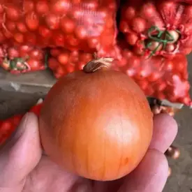 Лук репчатый