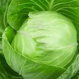 Капуста белокочанная