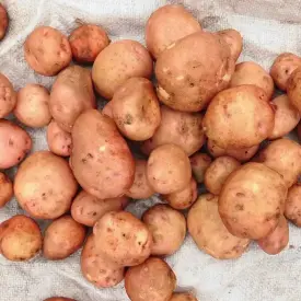Картофель