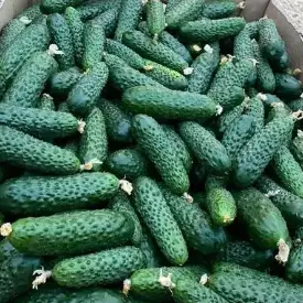 Огурцы с фермерского хозяйства