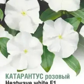 Катарантус розовый Хотвейв Уайт F1 10 шт КЛМ