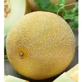 Дыня Южанка 1 г Гавриш