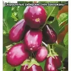 Баклажан Сибирский кистевой Сибирский Сад
