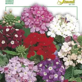 Вербена крупноцветковая смесь 0,2 г Franchi