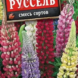 Люпин Руссель многолетний 15 шт Аэлита