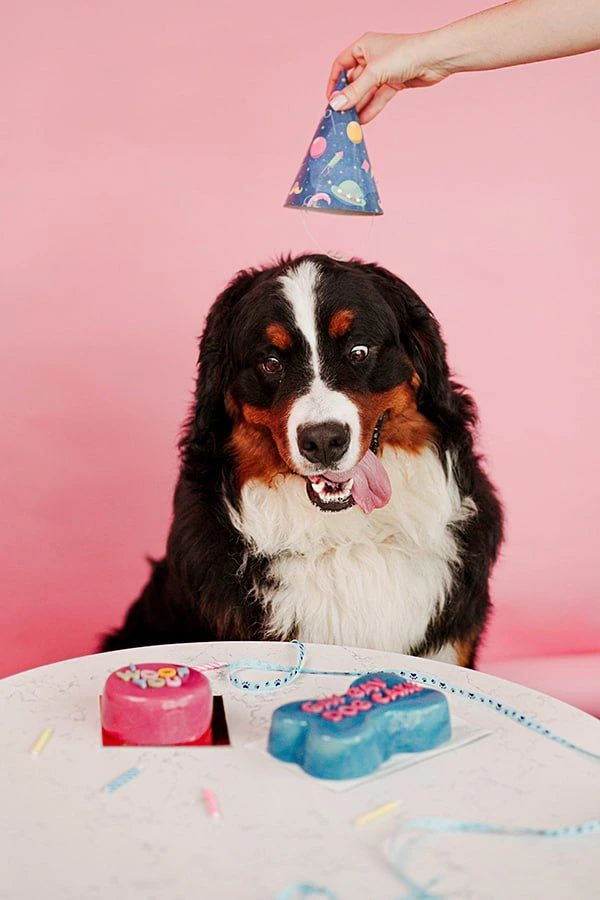 Торт косточка фото 4