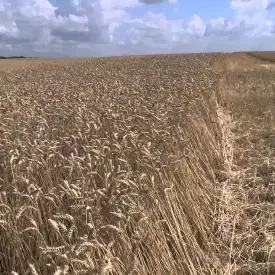 Семена яровой пшеницы Тризо