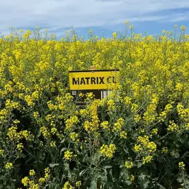 Семена рапса озимого Матрикс КЛ
