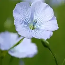 Семена льна Арамис