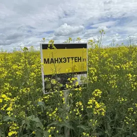 Семена рапса озимого Манхэттен