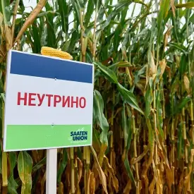 Семена кукурузы среднеспелой Неутрино