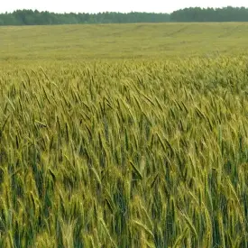 Семена озимой ржи Зу Нэзри