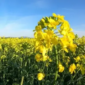 Семена рапса озимого СИ Флориан