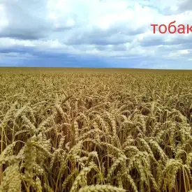 Семена озимой пшеницы Тобак