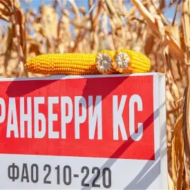 Семена кукурузы среднеранней Кранберри КС