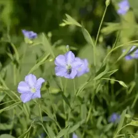 Семена льна Бинго