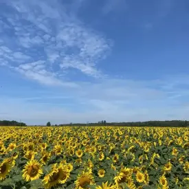 Семена подсолнечника Австралия