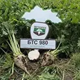 Семена сахарной свеклы БТС 980
