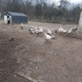 Утка (индоутка)