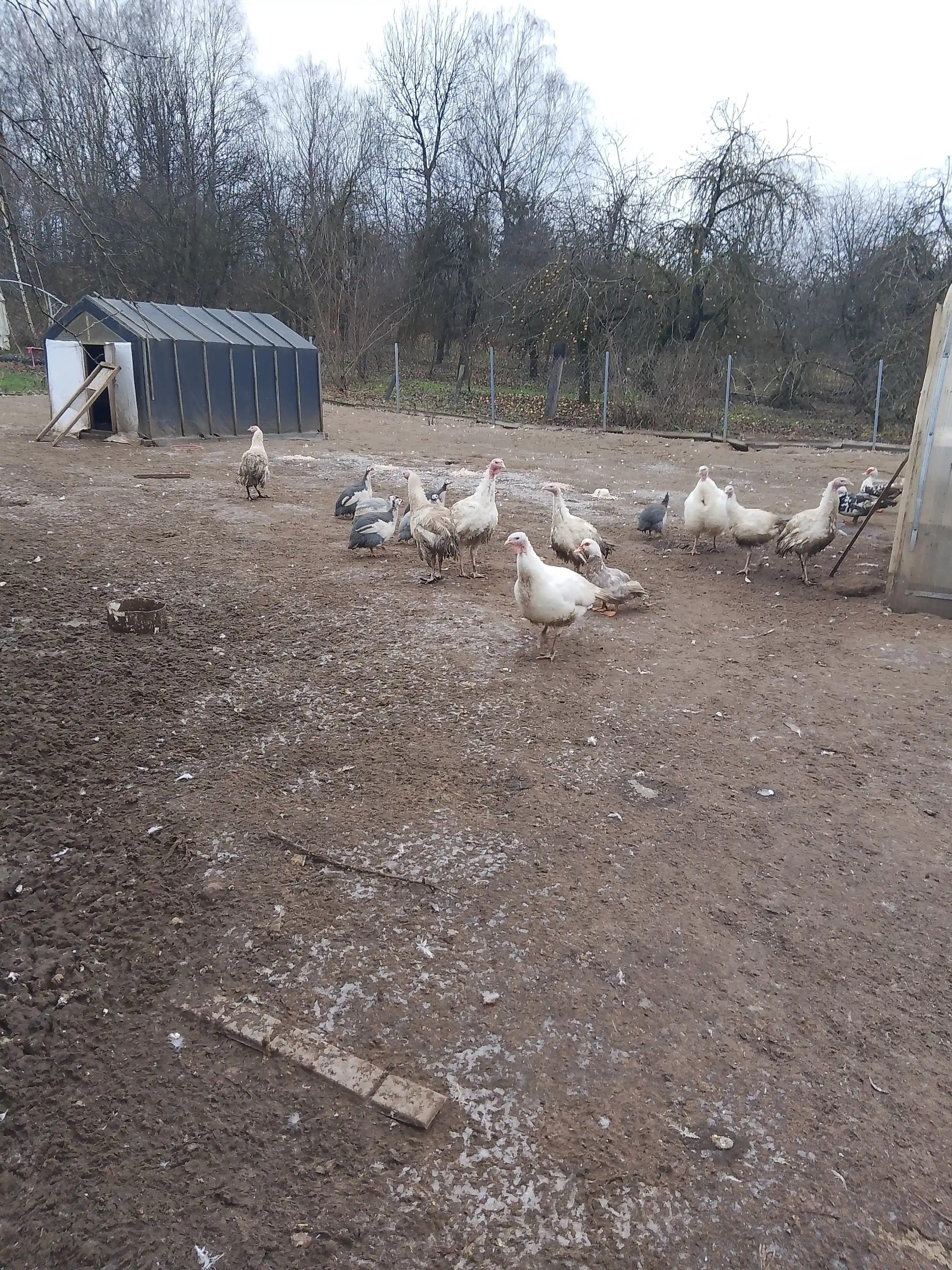 Утка (индоутка)