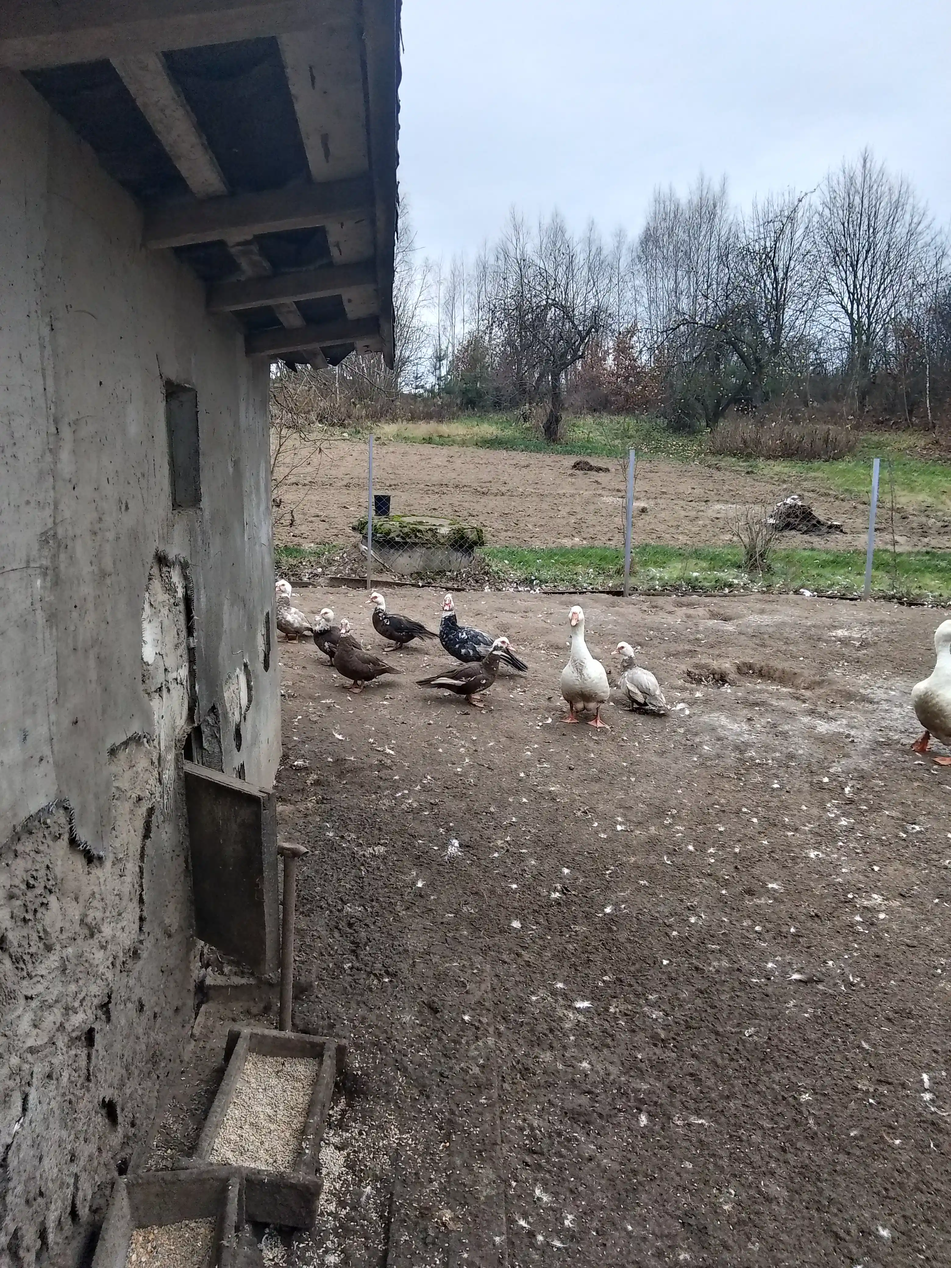 Мясо птицы фото 2