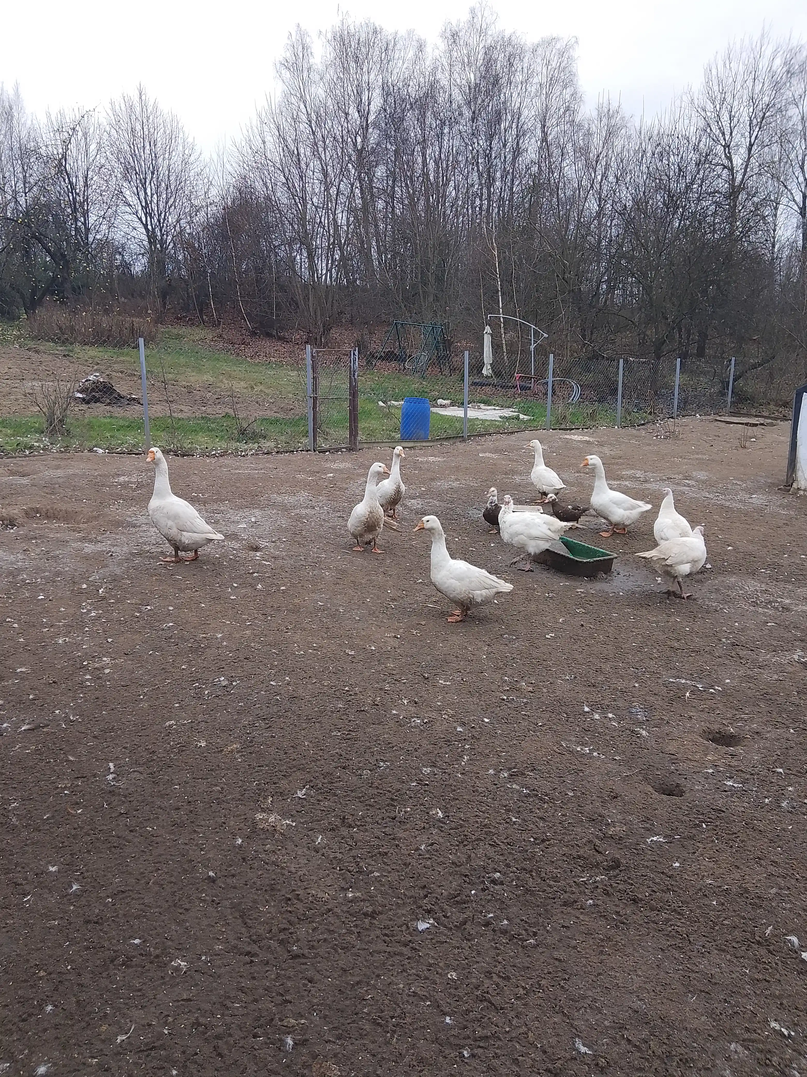 Мясо птицы фото 3