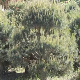 Сосна обыкновенная (Pinus sylvestris)