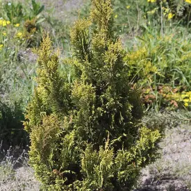Кипарисовик горохоплодный Plumosa Aurea