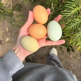 Куриные домашние яйца