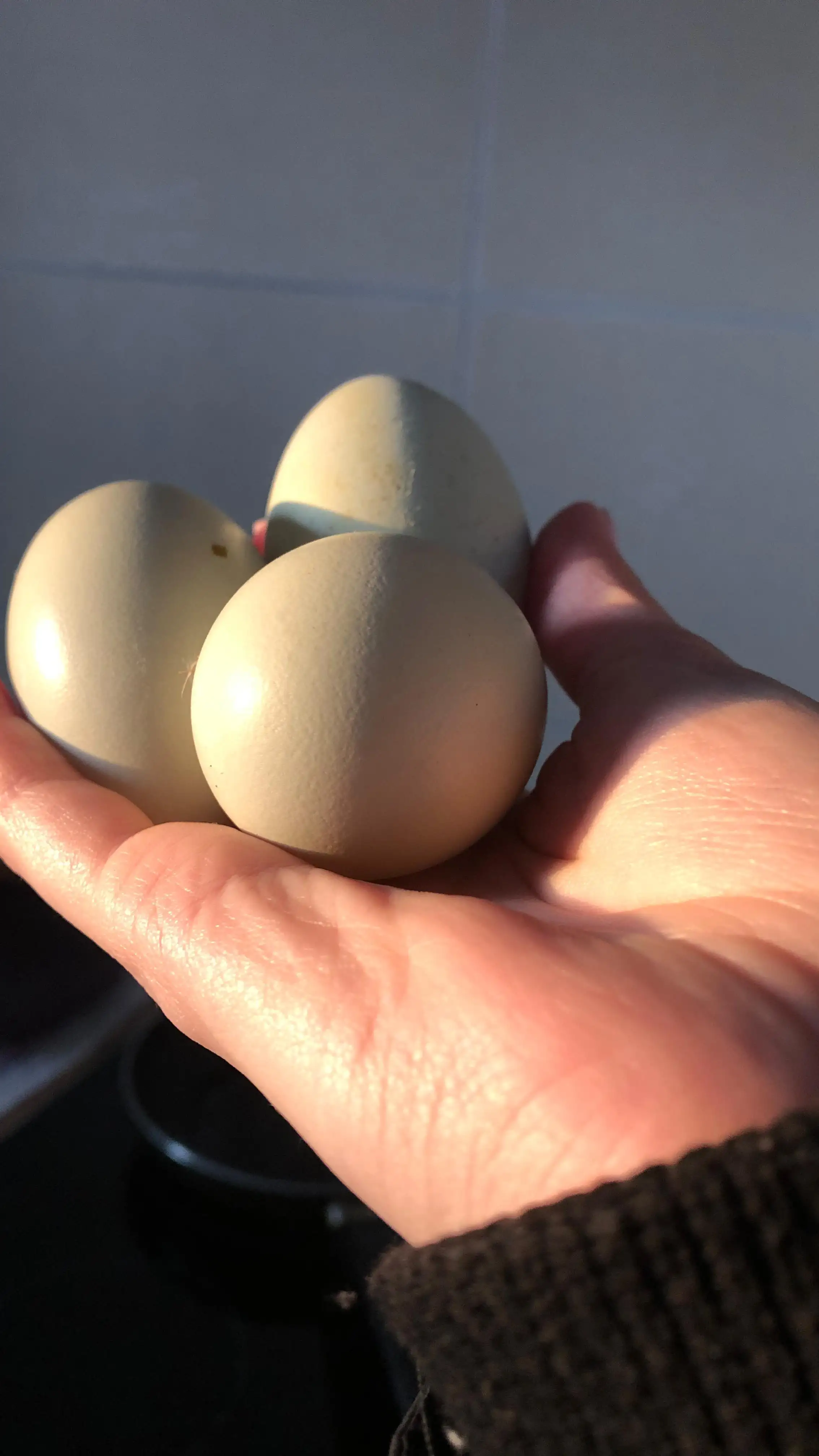 Куриные домашние яйца фото 2