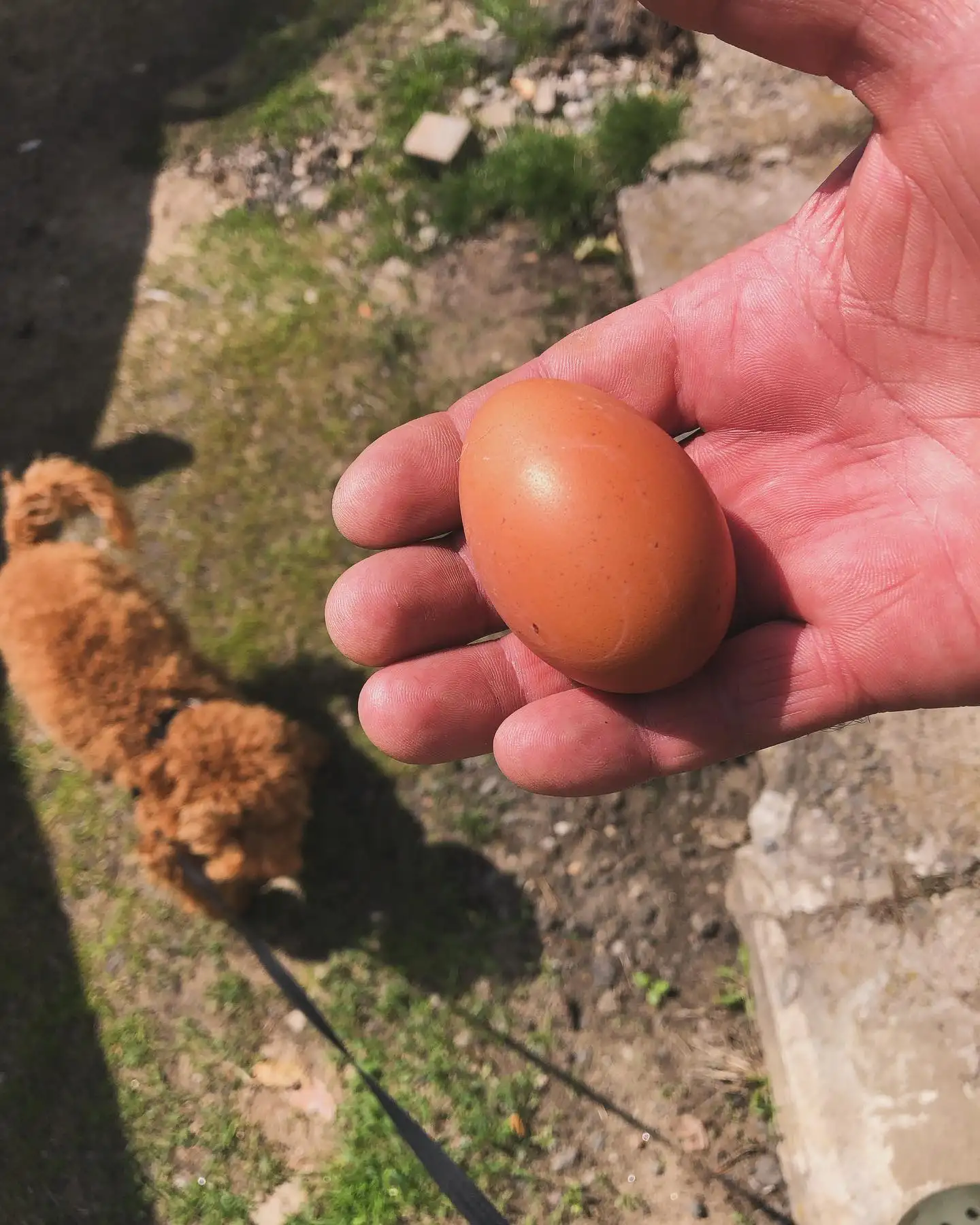 Куриные домашние яйца фото 3