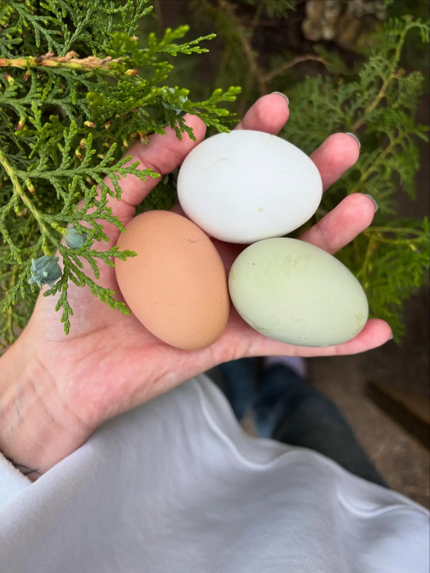 Куриные домашние яйца фото 5