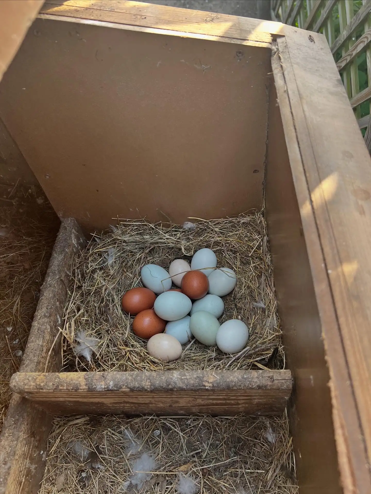 Куриные домашние яйца фото 8