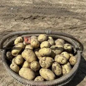 Картофель продовольственный
