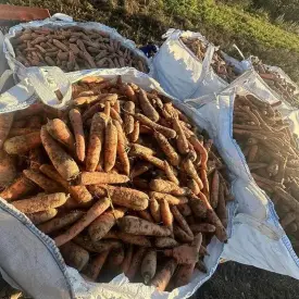 Морковь