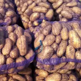 Картофель семенной
