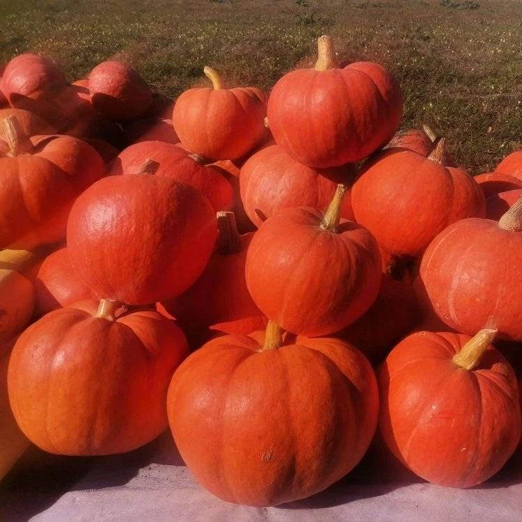 Тыква «Золотая корона» фото 2