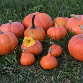 Тыква «Золотая корона»