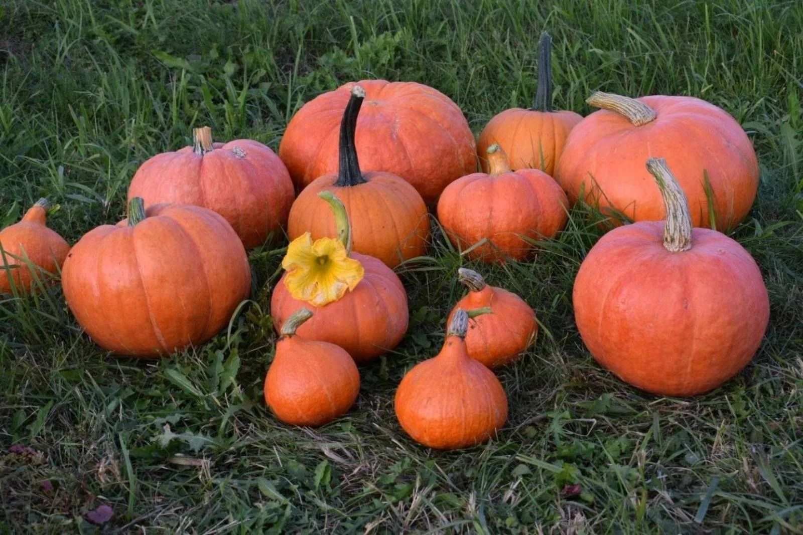 Тыква «Золотая корона» фото 1