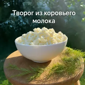 Творог из коровьего молока