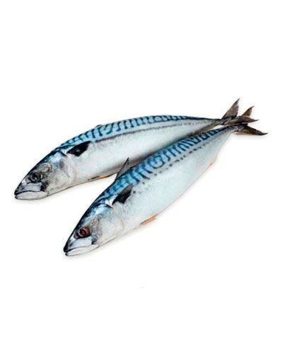 Скумбрия 600+