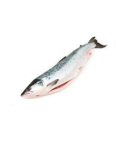 Сёмга (лосось) охлажденная, ПБГ 5–6