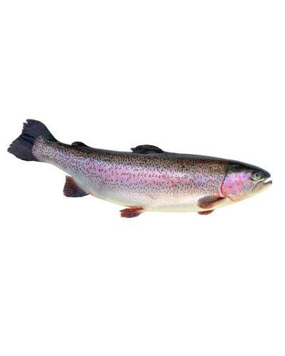 Форель 900+, н/р