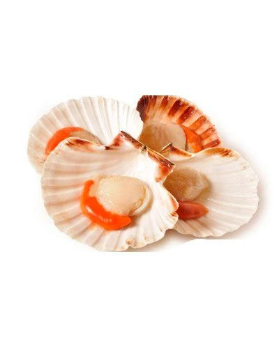 Гребешок на створке с икрой