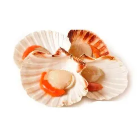 Гребешок на створке с икрой