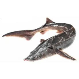 Стерлядь ПСГ 1+