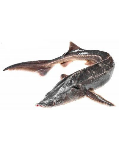 Стерлядь ПСГ 1+