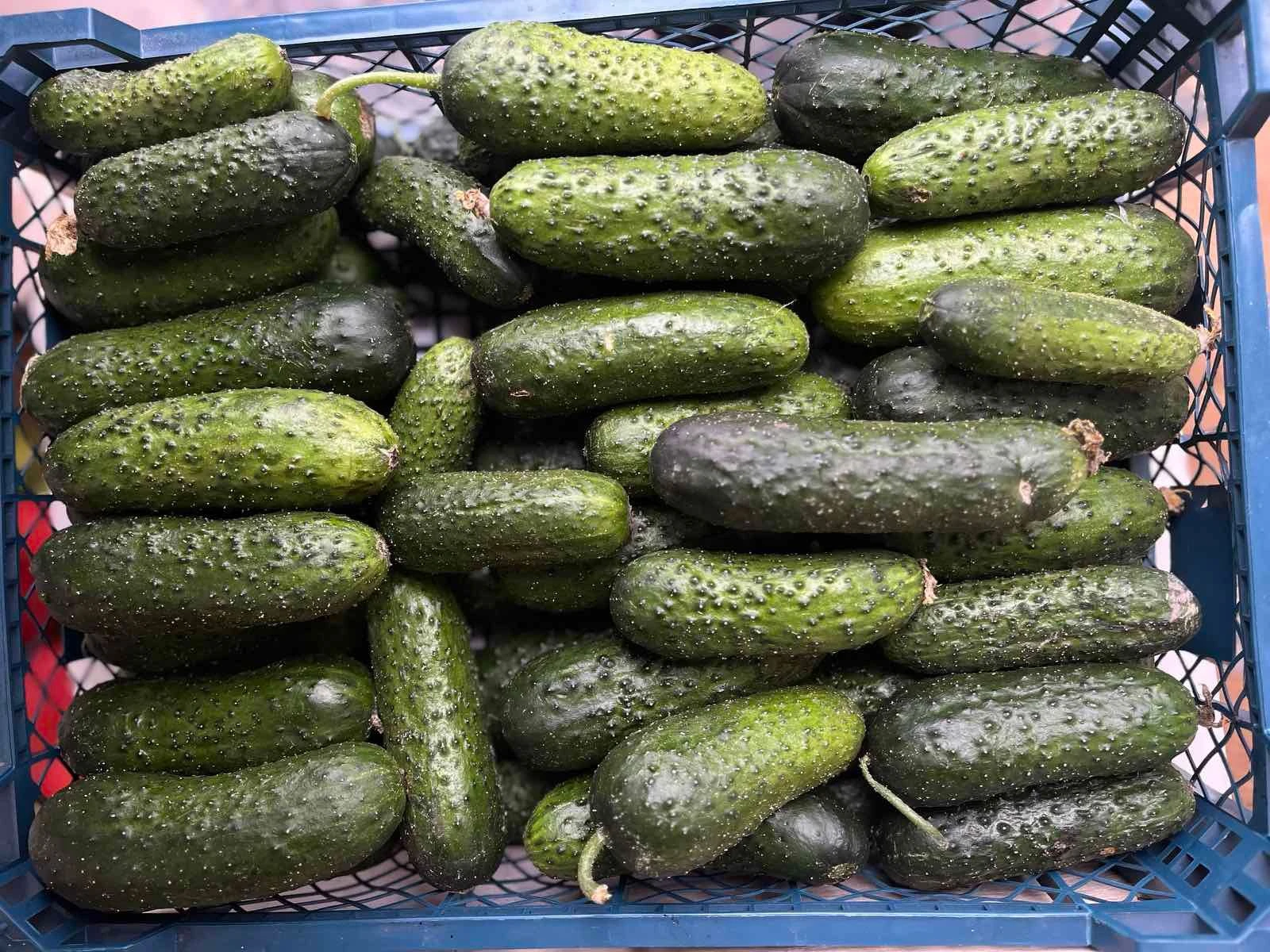 Огурцы, 1 кг