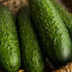 Огурец короткоплодный колючий