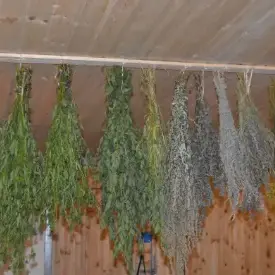 Травы успокаивающие